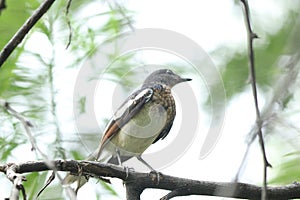 Side view of a bird.