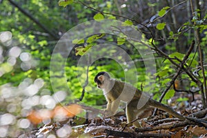 Side View Of A Black-Capped Squirrel Monkey In A Tree