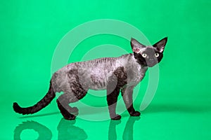 Side view of black Devon Rex cat on green background