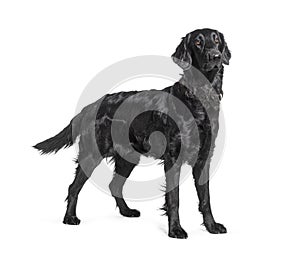 Side view of a Black Flatcoat Retriever dog standing, isolated on white