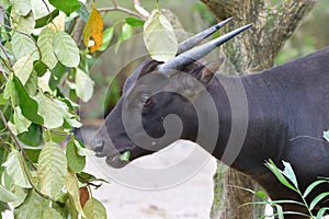 Side view of a black goat munching at some leaves