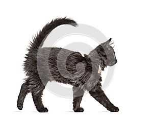 Side view Black Kitten Crossbreed cat wlking