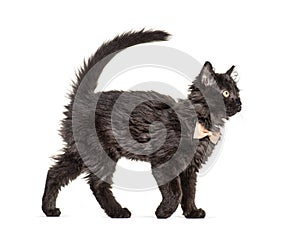 Side view Black Kitten Crossbreed cat wlking