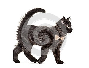 Side view Black Kitten Crossbreed cat wlking,  wearing a bow tie