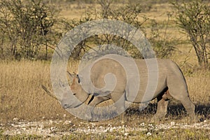 Side view of a Black Rhinoceros (Diceros bicornis)