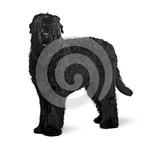 Side view of Black Russian Terrier, standing photo