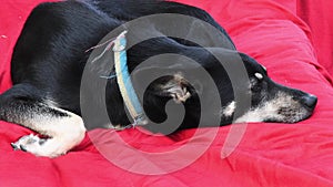 Side view of black shepherd dog lying on red cushion