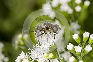 Side view of a Black-shouldered Drone Fly feeding on White Snakeroot flower