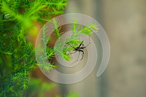 Side view of a black spider sitting on a Lemon cypress plant in garden