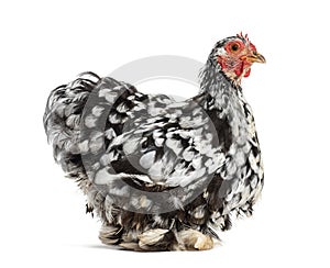 Side view of a Black and white Bantam hen, isolated on white