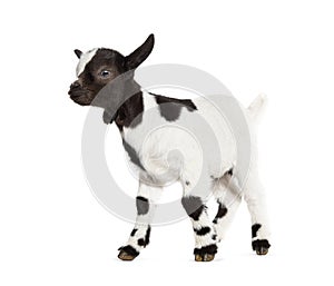 Side view of a Black and white kid of a Tibetan Pigmy Goat, isolated on white,