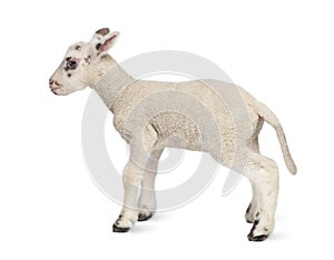 Side view of a Black and white Lamb (10 days old)