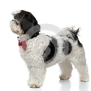 Side view of black and white shih tzu wearing bowtie