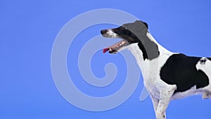 Side view of a black white smooth fox terrier in the studio on a blue background. The dog stands with its mouth open