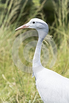 Side view of a blue crane