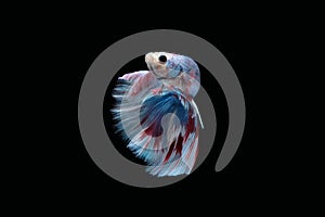 Side view of Blue halfmoon betta fish siamese marble grizzle type isolated on black background