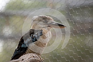 this is a side view of a blue kookaburra