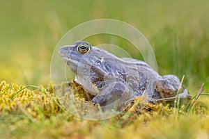 side view of Blue Moor frog