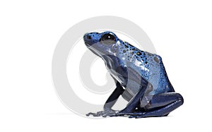 Side view of a Blue poison dart frog, Dendrobates tinctorius azureus, isolated on white