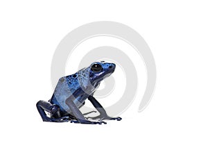 Side view of a Blue poison dart frog, Dendrobates tinctorius azureus, isolated on white
