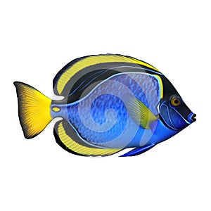 Side view blue tang fish paracanthrus hepatus, blue black and yellow on cutout PNG transparent background. Generative AI