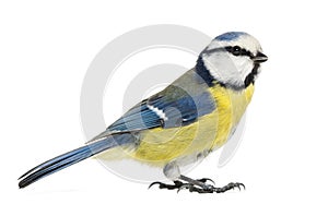 Side view of a Blue Tit, Cyanistes caeruleus