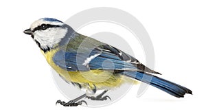 Side view of a Blue Tit, Cyanistes caeruleus