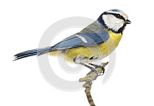 Side view of a Blue Tit perching on a branch, Cyanistes caeruleus photo