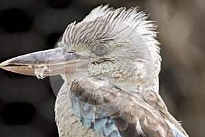 Blue winged kookaburra