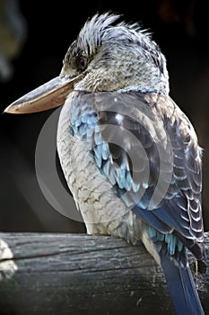 Blue winged kookaburra