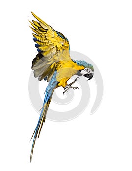 Side view of a blue-and-yellow macaw, Ara ararauna, flying