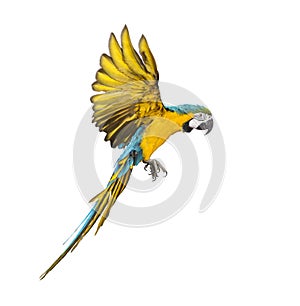 Side view of a blue-and-yellow macaw, Ara ararauna, flying