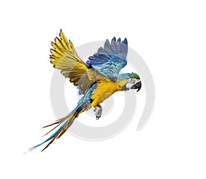 Side view of a blue-and-yellow macaw, Ara ararauna, flying