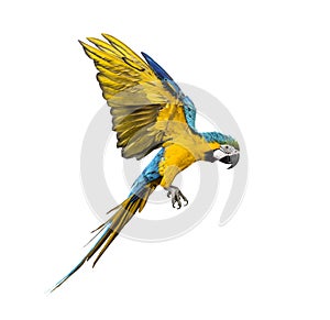 Side view of a blue-and-yellow macaw, Ara ararauna, flying