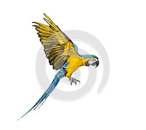 Side view of a blue-and-yellow macaw, Ara ararauna, flying