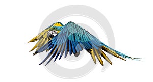 Side view of a blue-and-yellow macaw, Ara ararauna, flying