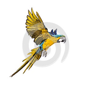 Side view of a blue-and-yellow macaw, Ara ararauna, flying