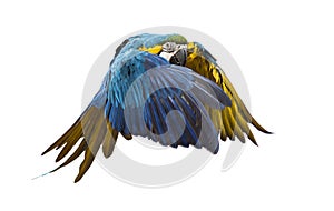 Side view of a blue-and-yellow macaw, Ara ararauna, flying