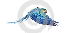 Side view of a blue-and-yellow macaw, Ara ararauna, flying