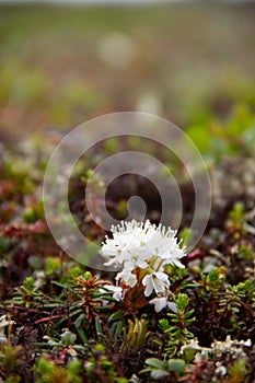 Side view of Bog Labrador Tea flower found north of Arviat, Nunavut