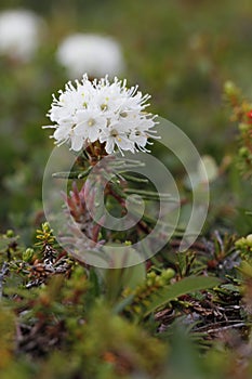 Side view of Bog Labrador Tea flower, Rhododendron groenlandicum