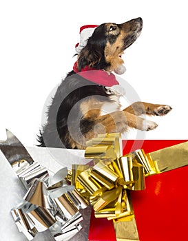 Side view of a Border collie going out of present boxes