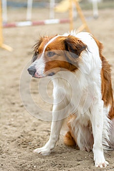 Side view of a Border Collie looks carefully, watches what is happening around sitting
