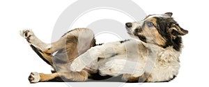 Side view of a Border collie lying on its back, submissive photo