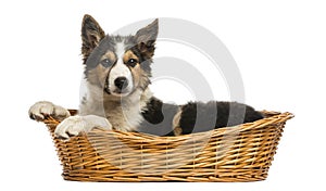 Side view of a Border collie lying in a wicker basket, isolated