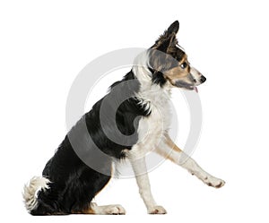 Side view of a Border collie pawing up, obeying,