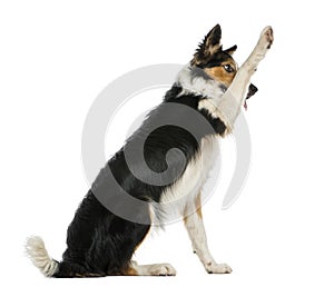 Side view of a Border collie pawing up, obeying,