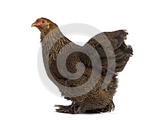 Side view of a Brahma hen