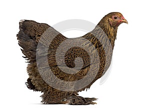 Side view of a Brahma hen