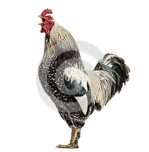Side view of a Brahma rooster crowing, isolated